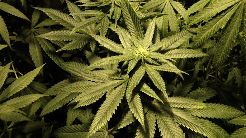 Legalize cannabis for recreational use, says Lib Dem Farron