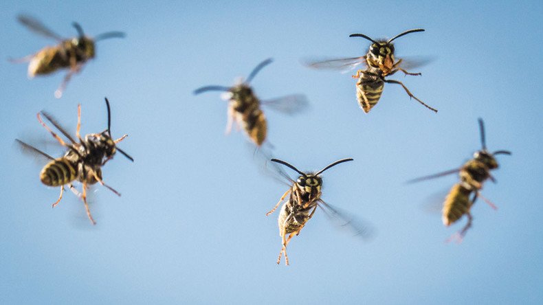 Flying lessons: Scientists show world through a wasp’s eyes (VIDEO)