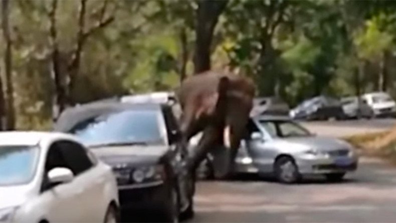 Lovelorn elephant smashes cars after getting dumped (VIDEO)