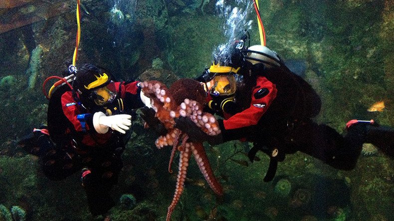 Eight is enough: ‘Cannibal’ octopus denied Valentine’s Day orgy