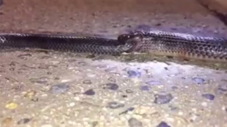 Cold blooded: Watch cannibal snake eat one of its own