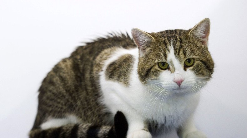 Croydon’s Cat Ripper may be keeping animal’s heads, tails as trophies