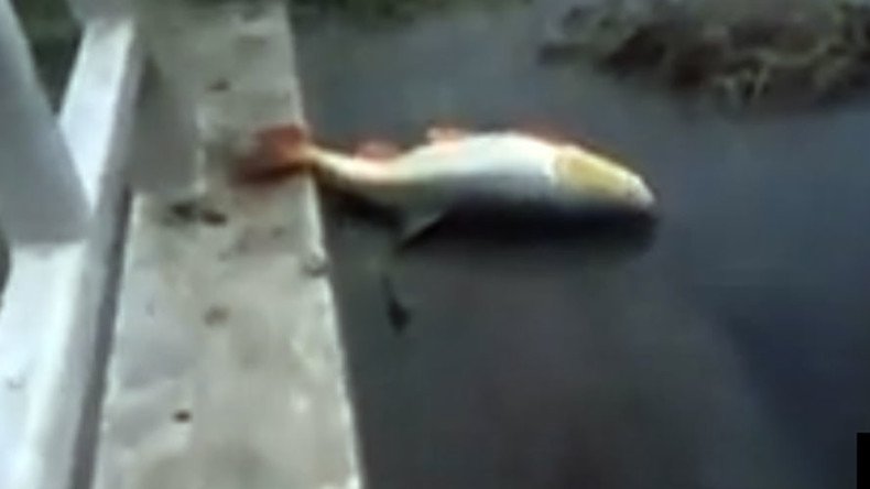 CAT scoops enormous fish from muddy water (VIDEO)