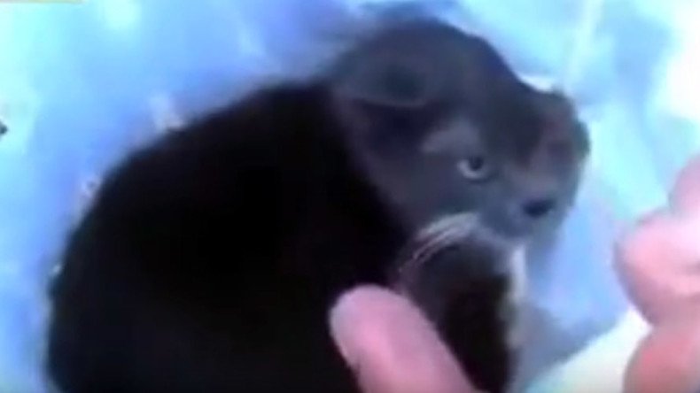 Shocking video of cat blown up with firecracker prompts arrests of 3 Russian men