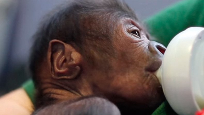 Rare gorilla c-section at UK zoo leads to adorable, must-watch video
