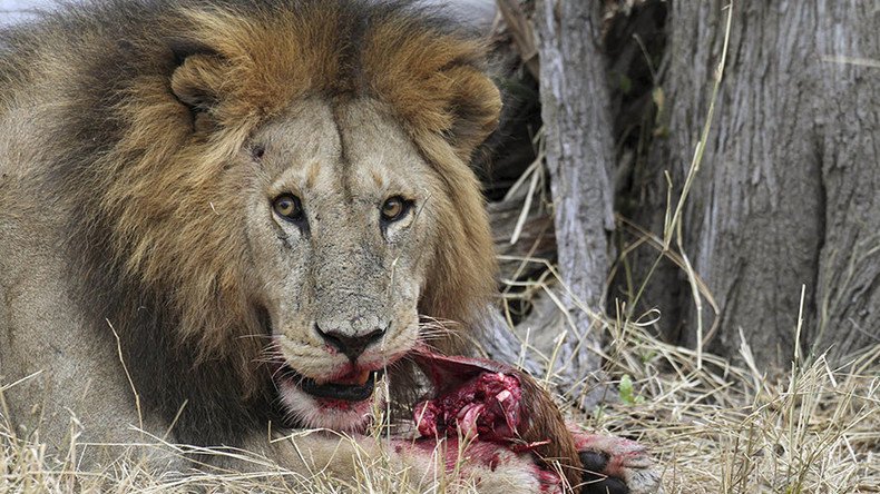‘Cecil effect’: Zimbabwe park may kill 200 lions as discouraged hunters result in over-population