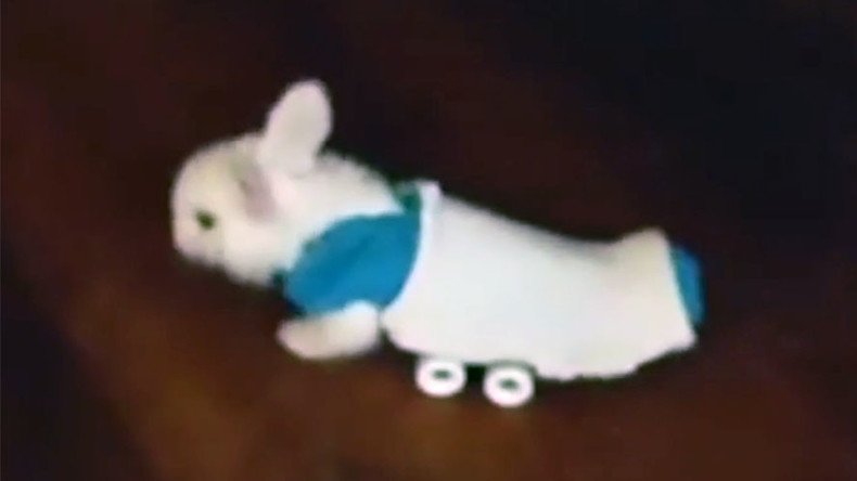 Wheee! Tiny paralyzed bunny uses mini skateboard to get around (VIDEO)