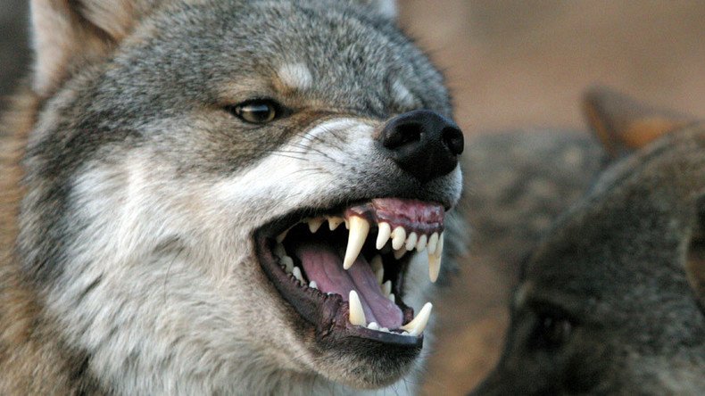 The Revenant Russian style: Man strangles attacking rabid wolf with bare hands