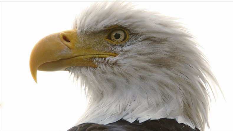 Bad omen: 13 dead bald eagles found at Maryland farm