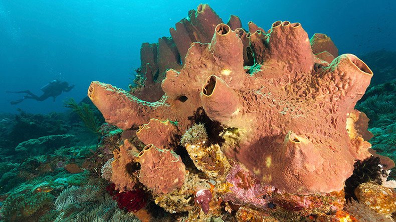 Man evolved from what? MIT says Earth’s first animal was probably sea sponge