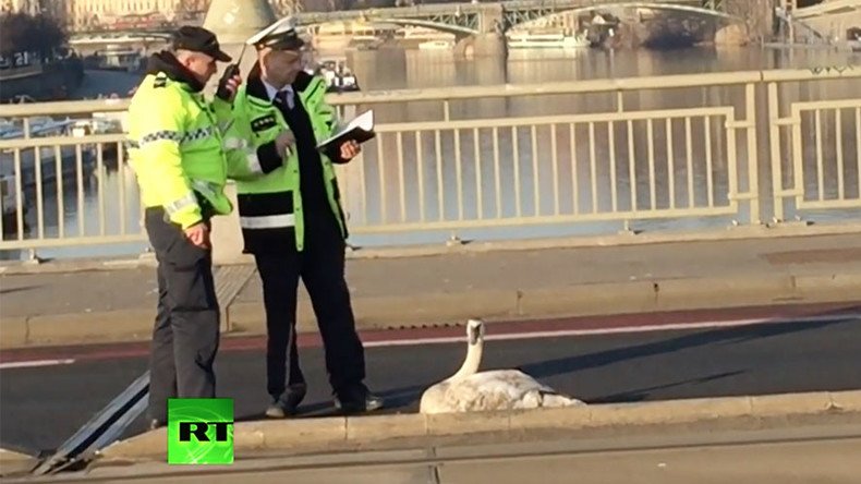 Swan-believable: Belligerent bird brings traffic chaos to Prague (VIDEO)