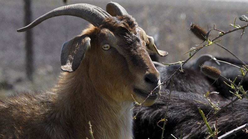 No kidding: Oregon fires $20,000 goats who had one job – and failed