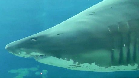 Pregnant gray nurse shark attacks diver in S. African aquarium, shredding arm (VERY GRAPHIC)
