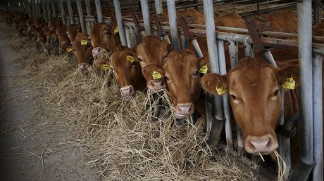 Eating less beef key to reaching EU climate change goals - Swedish scientists