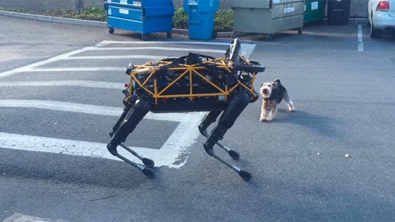 Terrier shows Google robo-dog who’s the boss (VIDEO)