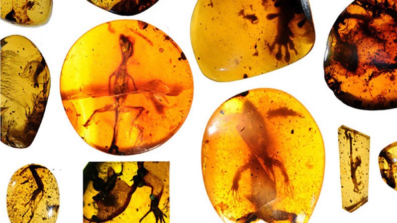 99-million-year-old fossilized lizard found in Asia, may be ‘missing link’ to ‘lost world’