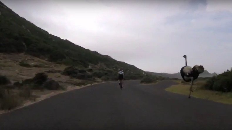 Irate ostrich hits 50kph in awesome high-speed pursuit of cyclists (VIDEO)