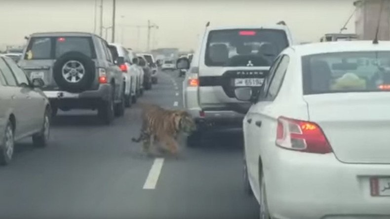#DohaTiger: Big cat roams Qatar highway during rush hour (VIDEO)
