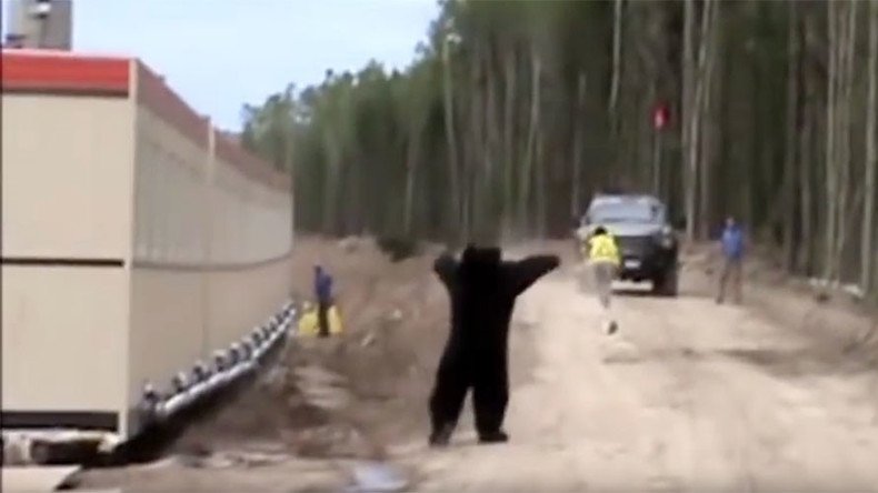 This may be the best bear prank of all time (VIDEO)