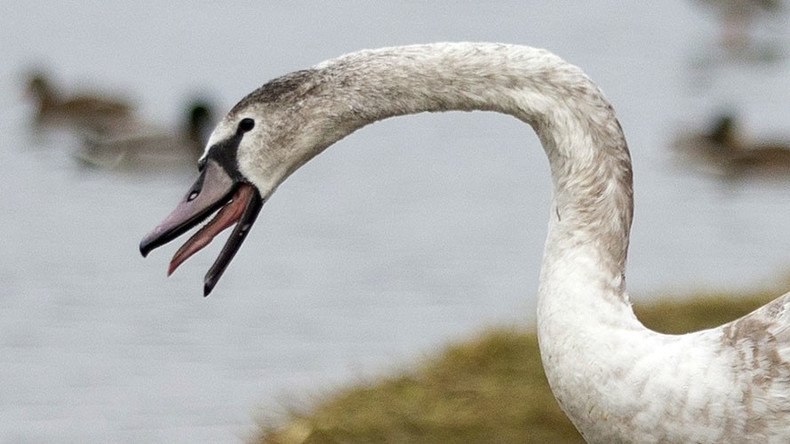 Here we go again: Swan dies after selfie with tourist