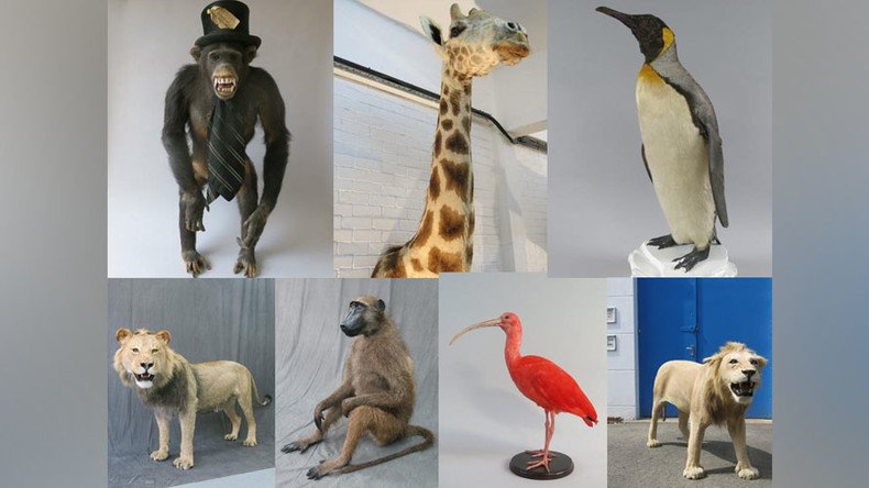 Beastly crime: £100k worth of stuffed animals stolen from London taxidermy warehouse