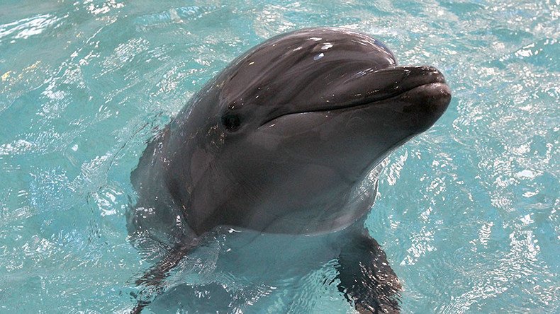 Russian military to buy 5 dolphins, purpose undisclosed