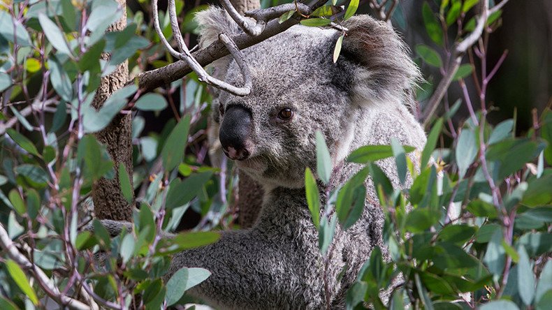 Tastes like eucalyptus: Mountain lion suspected of snacking on koala at LA Zoo