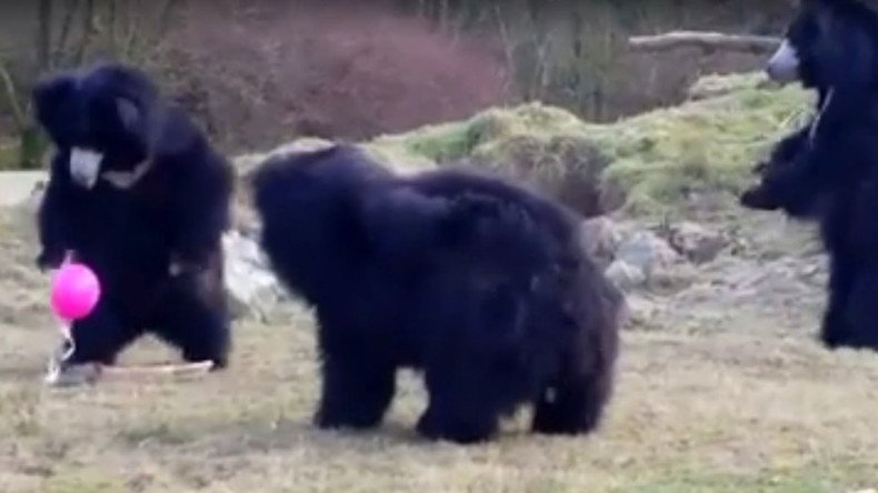 Tickled pink: Huge bears fascinated by tiny bright balloon (VIDEO)
