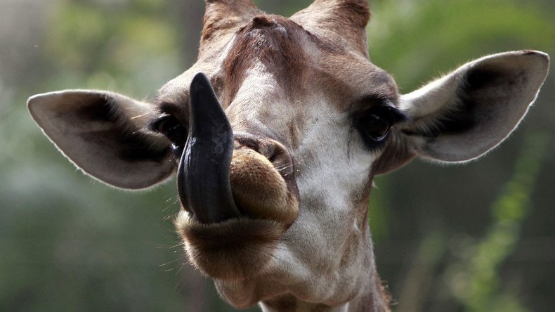 Idiot giraffe traps head in fake tree at Japanese zoo (VIDEO)