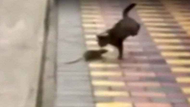 Scaredy-cat: Gutsy rodent fends off prowling feline (VIDEOS)