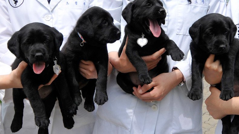 PAWS: Republican lawmakers’ bill would give veterans puppies for PTSD