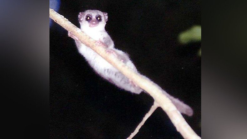 Madagascar lemurs could help us explore farthest reaches of space – leading neuroscientists