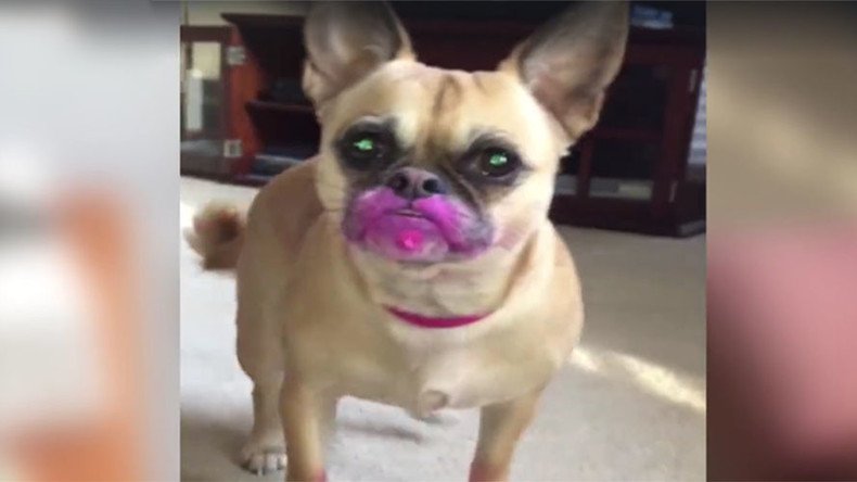 Who's a bad girl? Pink lipstick-eating pooch caught on camera