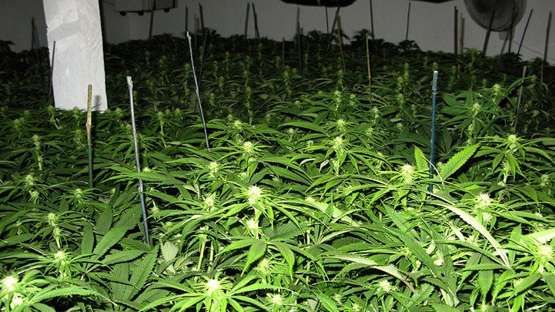 3 floors of weed: Spanish police bust ‘abandoned hotel’