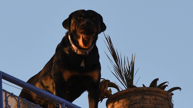 Rottweilers viciously attack man trying to calm them down (VIDEO)