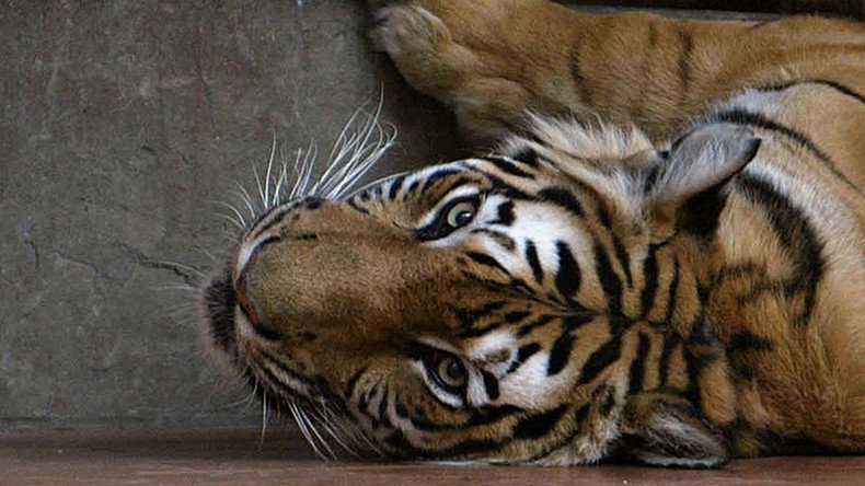 Tigers 'starved to death' to make $500 aphrodisiac wine with their bones