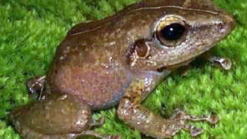 Lovelorn invasive frogs threaten California house prices (VIDEO)