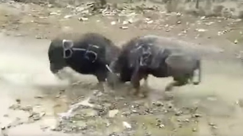 Rampaging buffaloes kill each other instantly in head-on collision (VIDEO, GRAPHIC)  