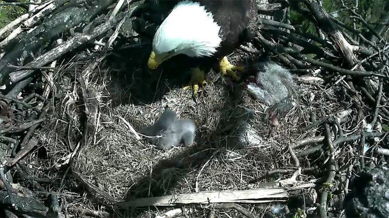 Circle of life: 4 more bald eagles found dead in Delaware, 2 hatch in nation’s capital