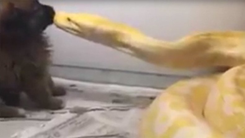 Shocking video of python eating puppy infuriates Twitter (VIDEO, GRAPHIC)