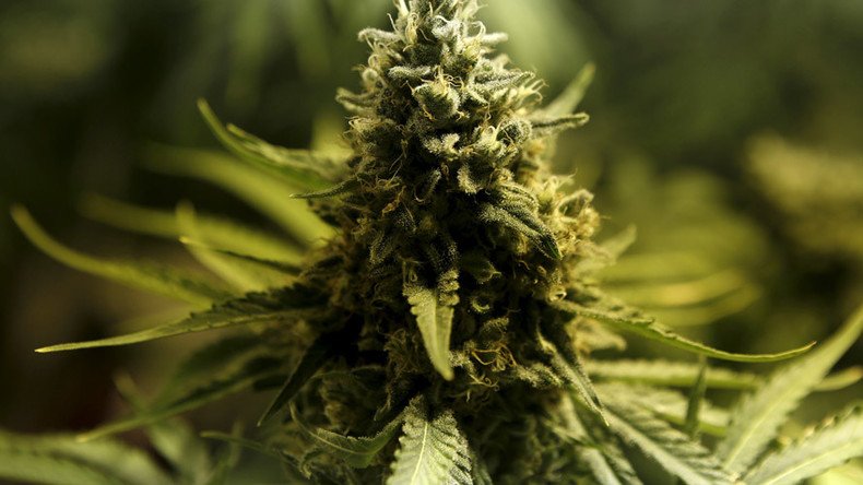 Keep us out of it: Supreme Court rejects states’ case against Colo. pot legalization