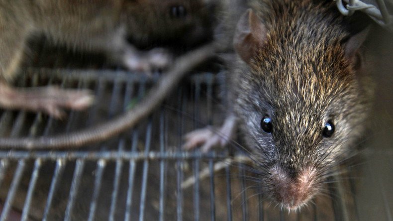 Baltimore study links rats to depression