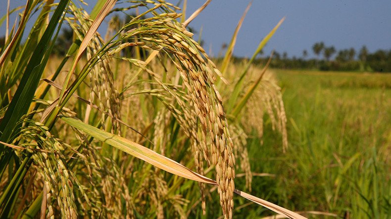 Australian organic farmer forced to pay over US$600k after losing GM crop court battle