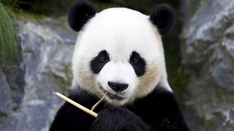 Killing the mood: Pandas’ love lives ruined by noisy humans (VIDEO)