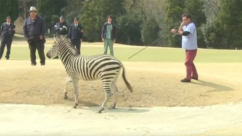 Runaway zebra drowns in golf course lake after being tranquilized (VIDEO)