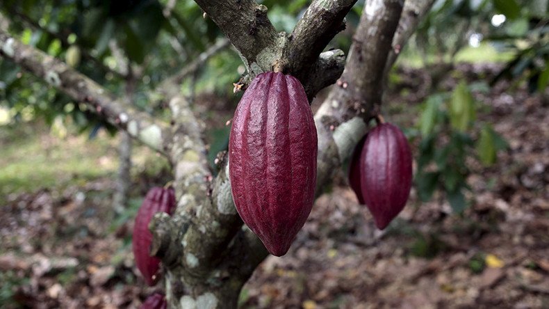 War on chocolate: Fungus that attacks cocoa plants reproduces by cloning, study says