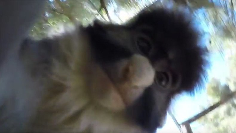Cheeky monkey grabs camera, shoots short film & bags selfie (VIDEO)