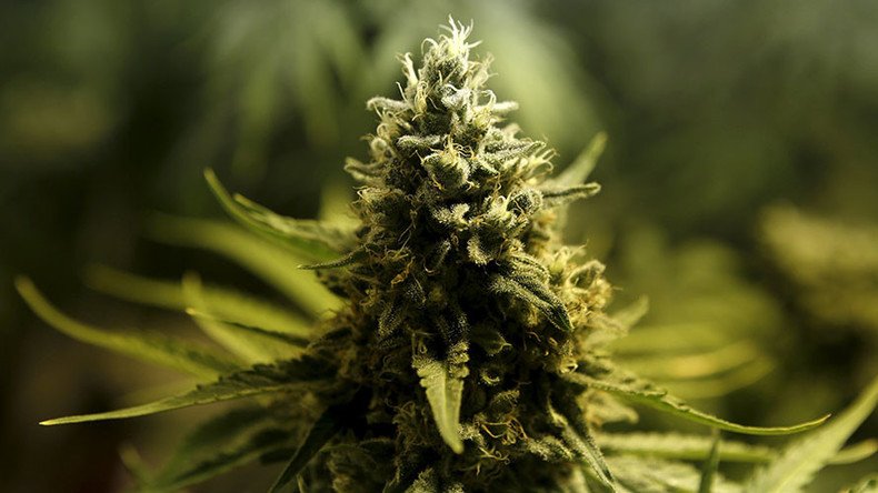 ‘But then I got high’: Long-term pot use linked to lower income, insecurity