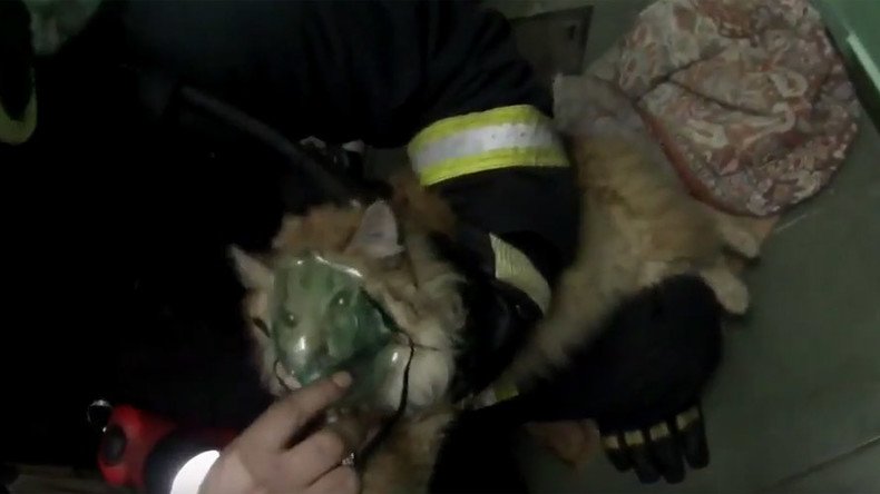 Cat mask fever: Kitty brought back to life by heroic Russian firefighters (VIDEO)