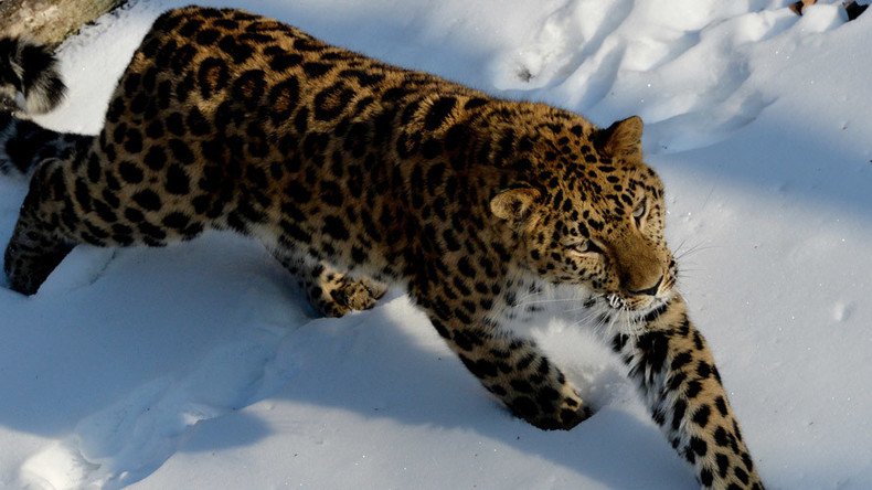 Tunnel to save leopards: Russia diverts highway underground to protect endangered species